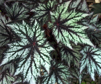 B. ‘Silver Spirit’